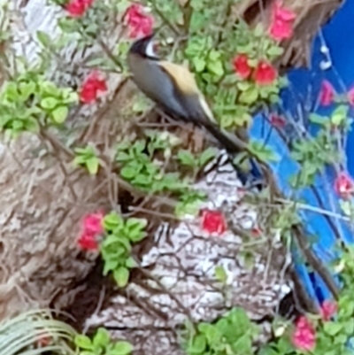 Acanthorhynchus tenuirostris (Eastern Spinebill) at Corrowong, NSW - 10 Oct 2019 by BlackFlat