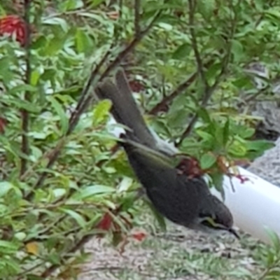 Caligavis chrysops (Yellow-faced Honeyeater) at Corrowong, NSW - 10 Oct 2019 by BlackFlat