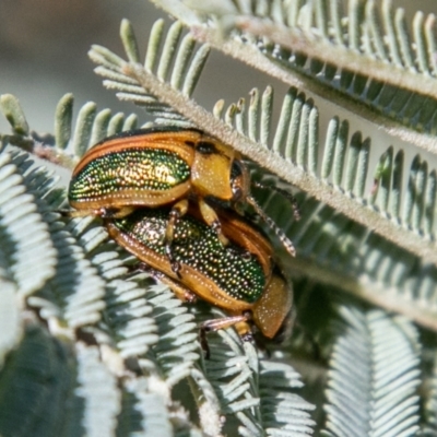 Calomela bartoni (Acacia Leaf Beetle) at Paddys River, ACT - 7 Oct 2019 by SWishart