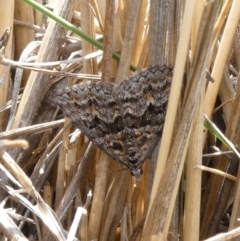 Dichromodes diffusaria (Disbursed Heath Moth) at Theodore, ACT - 10 Oct 2019 by owenh