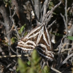 Dichromodes confluaria (Ceremonial Heath Moth) at Tuggeranong Hill - 10 Oct 2019 by Owen