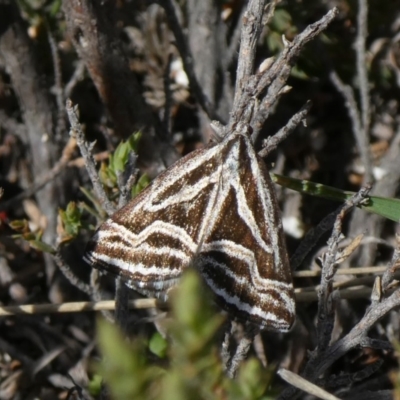 Dichromodes confluaria (Ceremonial Heath Moth) at Tuggeranong Hill - 10 Oct 2019 by Owen