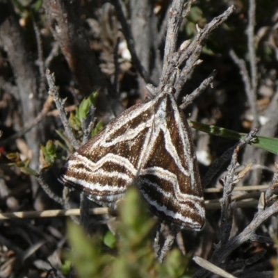 Dichromodes confluaria (Ceremonial Heath Moth) at Theodore, ACT - 10 Oct 2019 by owenh