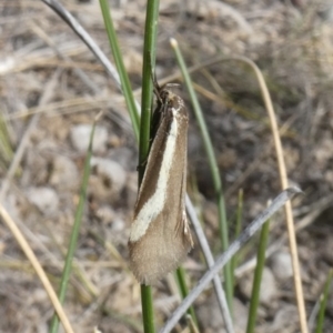 Philobota chrysopotama at Theodore, ACT - 10 Oct 2019 01:24 PM