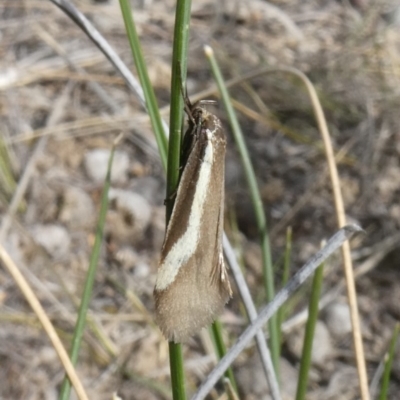 Philobota chrysopotama (A concealer moth) at Tuggeranong Hill - 10 Oct 2019 by Owen