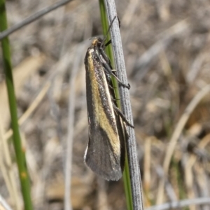 Philobota chrysopotama at Theodore, ACT - 10 Oct 2019 01:24 PM