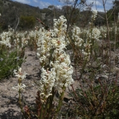 Stackhousia monogyna (Creamy Candles) at Theodore, ACT - 10 Oct 2019 by owenh