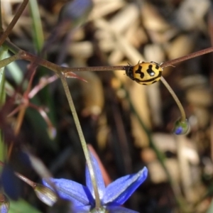 Coccinella transversalis at Reid, ACT - 10 Nov 2018