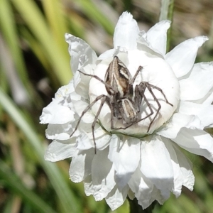 Oxyopes sp. (genus) at Reid, ACT - 15 Nov 2018 12:03 PM