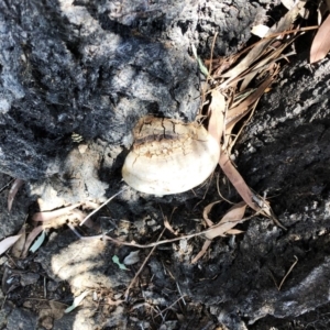 Phellinus sp. (non-resupinate) at Yarralumla, ACT - 10 Oct 2019