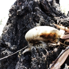 Phellinus sp. (non-resupinate) at Yarralumla, ACT - 10 Oct 2019