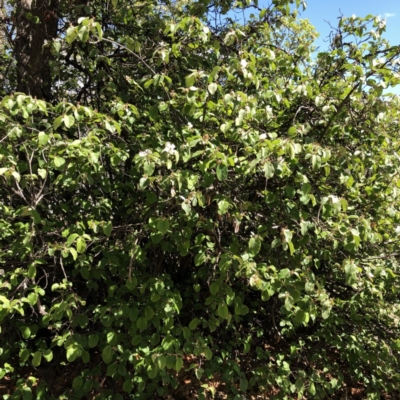 Cydonia oblonga (Quince) at Yarralumla, ACT - 9 Oct 2019 by ruthkerruish