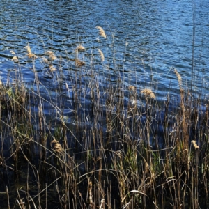 Phragmites australis at Yarralumla, ACT - 10 Oct 2019