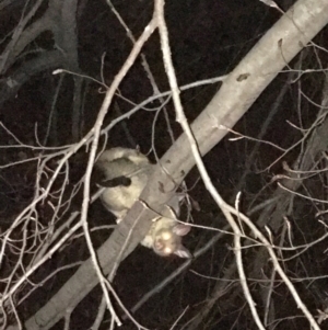 Trichosurus vulpecula at Hughes, ACT - 10 Oct 2019 09:15 PM