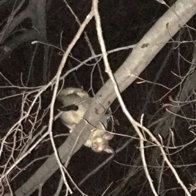 Trichosurus vulpecula (Common Brushtail Possum) at Hughes, ACT - 10 Oct 2019 by KL