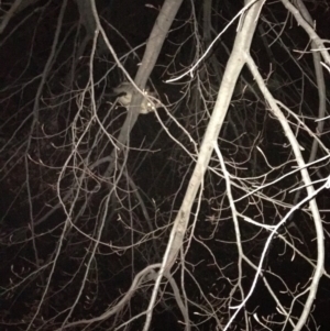 Trichosurus vulpecula at Hughes, ACT - 10 Oct 2019