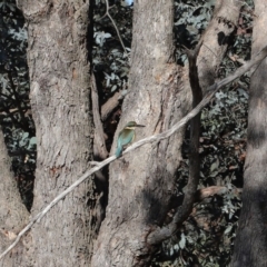 Todiramphus sanctus (Sacred Kingfisher) at Fyshwick, ACT - 8 Oct 2019 by TimL