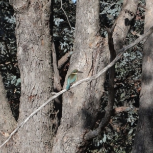 Todiramphus sanctus at Fyshwick, ACT - 8 Oct 2019 08:40 AM