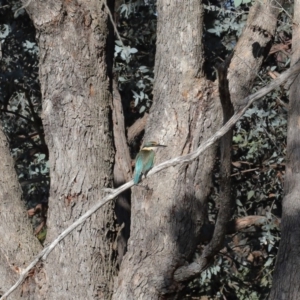 Todiramphus sanctus at Fyshwick, ACT - 8 Oct 2019