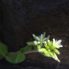 Cerastium glomeratum (Sticky Mouse-ear Chickweed) at Stromlo, ACT - 10 Oct 2019 by JaneR