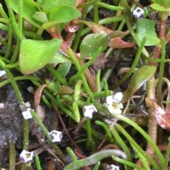 Limosella australis at Coree, ACT - 10 Oct 2019