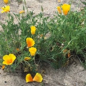 Eschscholzia californica at Coree, ACT - 10 Oct 2019