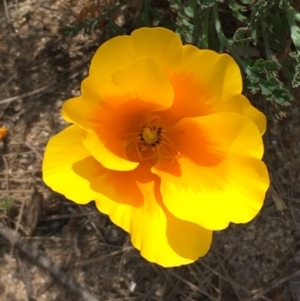 Eschscholzia californica at Coree, ACT - 10 Oct 2019