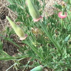 Eschscholzia californica at Coree, ACT - 10 Oct 2019