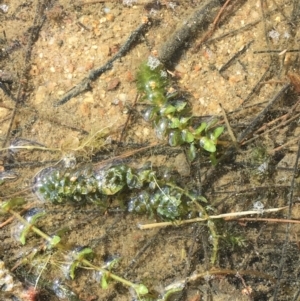 Elodea canadensis at Stromlo, ACT - 10 Oct 2019