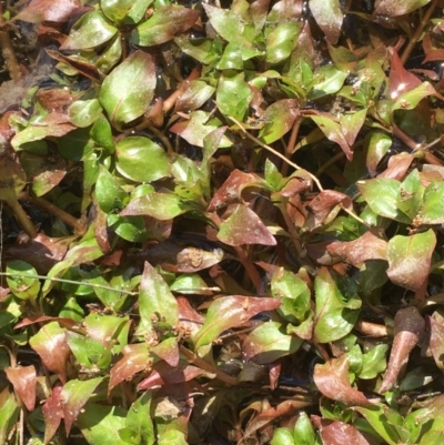 Ludwigia palustris (Marsh Purslane) at Stromlo, ACT - 10 Oct 2019 by JaneR