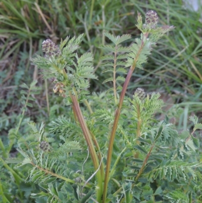 Sanguisorba minor (Salad Burnet, Sheep's Burnet) at Monash, ACT - 2 Oct 2019 by MichaelBedingfield