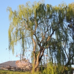 Salix babylonica (Weeping Willow) at Monash, ACT - 2 Oct 2019 by michaelb