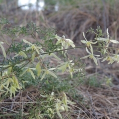 Clematis leptophylla (Small-leaf Clematis, Old Man's Beard) at Monash, ACT - 2 Oct 2019 by MichaelBedingfield
