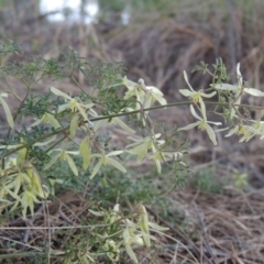 Clematis leptophylla (Small-leaf Clematis, Old Man's Beard) at Monash, ACT - 2 Oct 2019 by michaelb