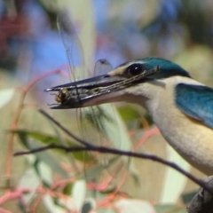 Todiramphus sanctus (Sacred Kingfisher) at Red Hill, ACT - 9 Oct 2019 by roymcd