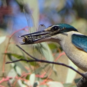 Todiramphus sanctus at Red Hill, ACT - 10 Oct 2019