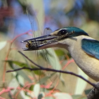 Todiramphus sanctus (Sacred Kingfisher) at Red Hill, ACT - 10 Oct 2019 by roymcd