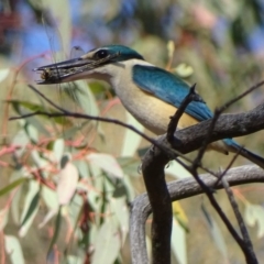 Todiramphus sanctus at Red Hill, ACT - 10 Oct 2019