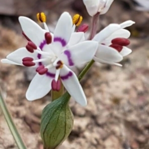 Wurmbea dioica subsp. dioica at Amaroo, ACT - 9 Sep 2019