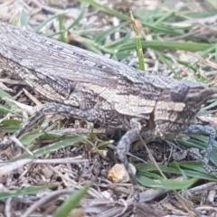 Coryphistes ruricola (Bark-mimicking Grasshopper) at Paddys River, ACT - 15 Apr 2019 by tpreston