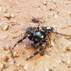 Sandalodes scopifer at Paddys River, ACT - 26 Apr 2019