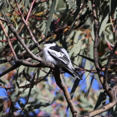 Lalage tricolor (White-winged Triller) at Googong, NSW - 13 Oct 2019 by Wandiyali