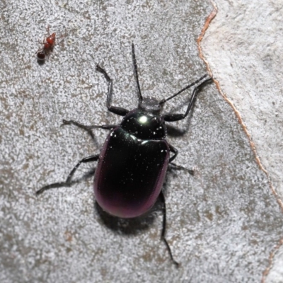 Chalcopteroides columbinus (Rainbow darkling beetle) at Acton, ACT - 24 Sep 2019 by TimL