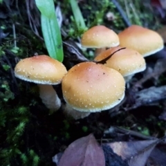 Hypholoma sp. (Hypholoma) at Paddys River, ACT - 10 Jun 2018 by tpreston