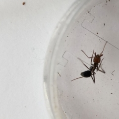 Iridomyrmex purpureus at Garran, ACT - 17 Oct 2019 03:49 PM