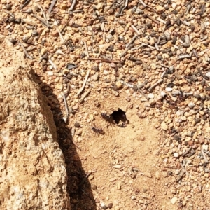 Iridomyrmex purpureus at Garran, ACT - 17 Oct 2019 03:49 PM