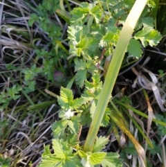 Rubus parvifolius (Native Raspberry) at Forde, ACT - 9 Oct 2019 by Jiggy