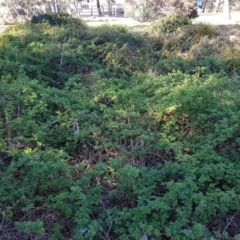 Rubus parvifolius at Forde, ACT - 10 Oct 2019 09:26 AM