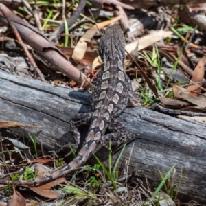 Amphibolurus muricatus at Tennent, ACT - 6 Oct 2019