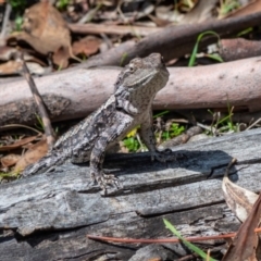 Amphibolurus muricatus at Tennent, ACT - 6 Oct 2019